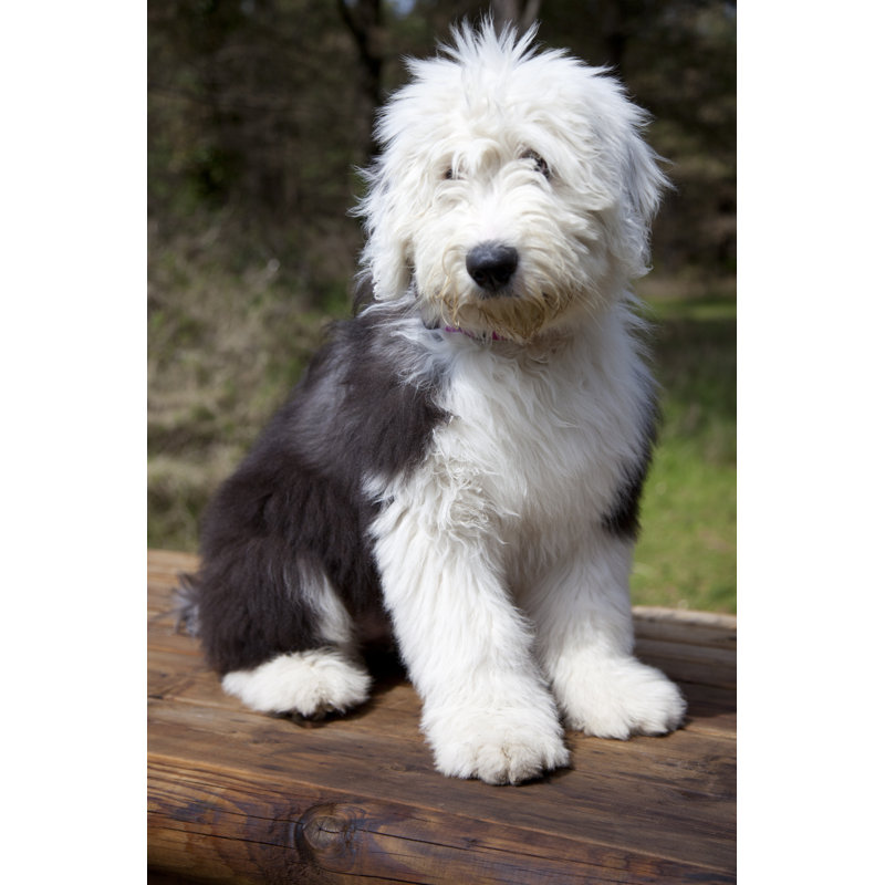 Old English Sheepdog by SashaFoxWalters - Wrapped Canvas Print, 46cm H x 30cm W x 3.8cm D