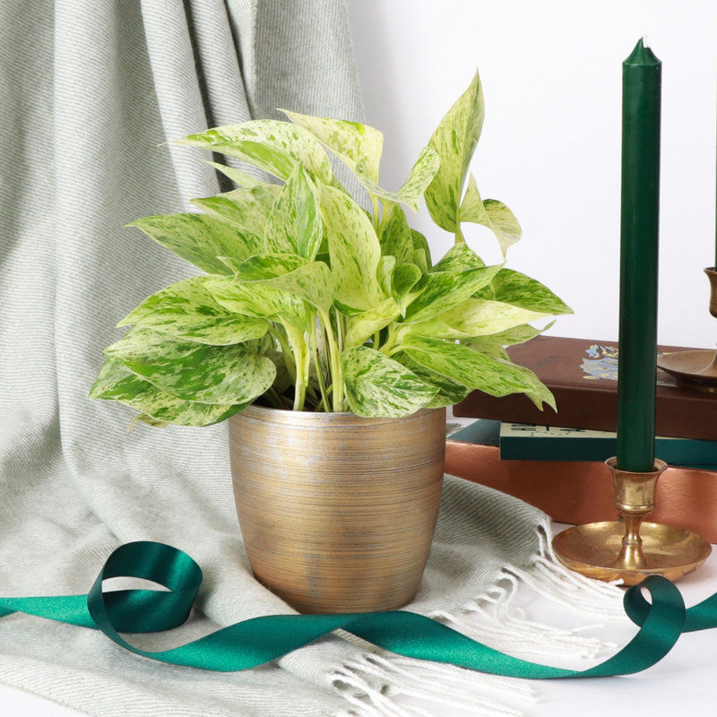 Live Marble Queen Pothos Plant in Classic Pot