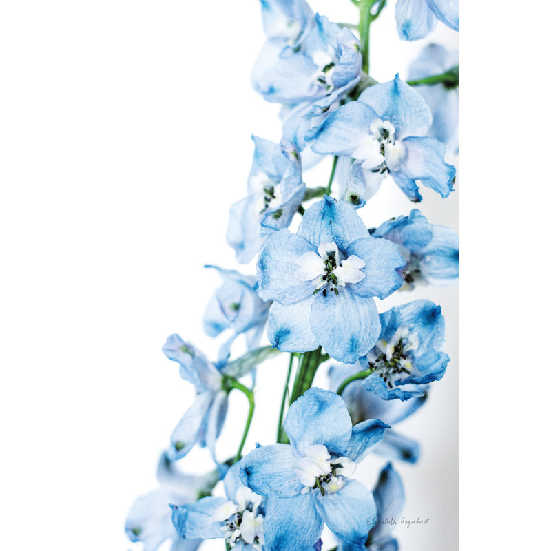 Delphinium III fraîchement cueilli, H 12 po x l 18 po x P 1,25 po