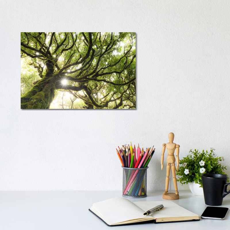 Forest Star by Stefan Hefele - Wrapped Canvas Print, 20.32 cm H x 30.48 cm W