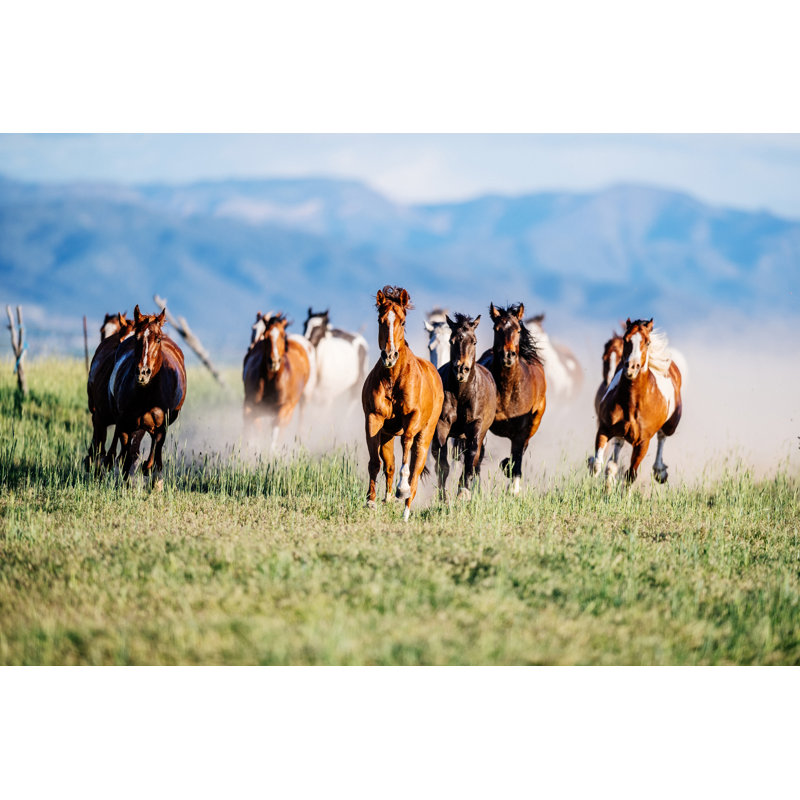 Wild Horses Running In Utah by Drazen_ - Wrapped Canvas Print, 51cm H x 76cm W x 3.8cm D