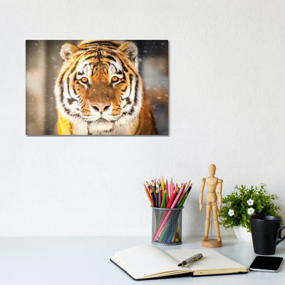 Approaching Tiger In Winter Close Up by Nik Rave - Wrapped Canvas Gallery-Wrapped Canvas Giclée