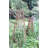72'' H x 20'' W Wood Obelisk Trellis