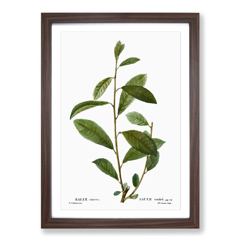 Grey Willow Tree Branch by Pierre-Joseph Redoute - Picture Frame Painting Print, Walnut Framed, 36cm H x 27cm W x 2cm D