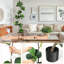 Faux Plant-1368518105