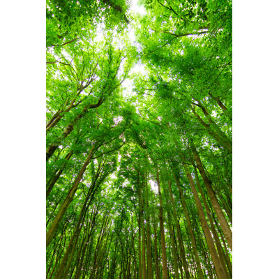 Forêt verticale - photographie sur toile tendue
