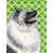 Keeshond sélectionné
