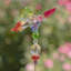 Piquet de jardin papillon