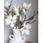 White Magnolia Tulip 20"