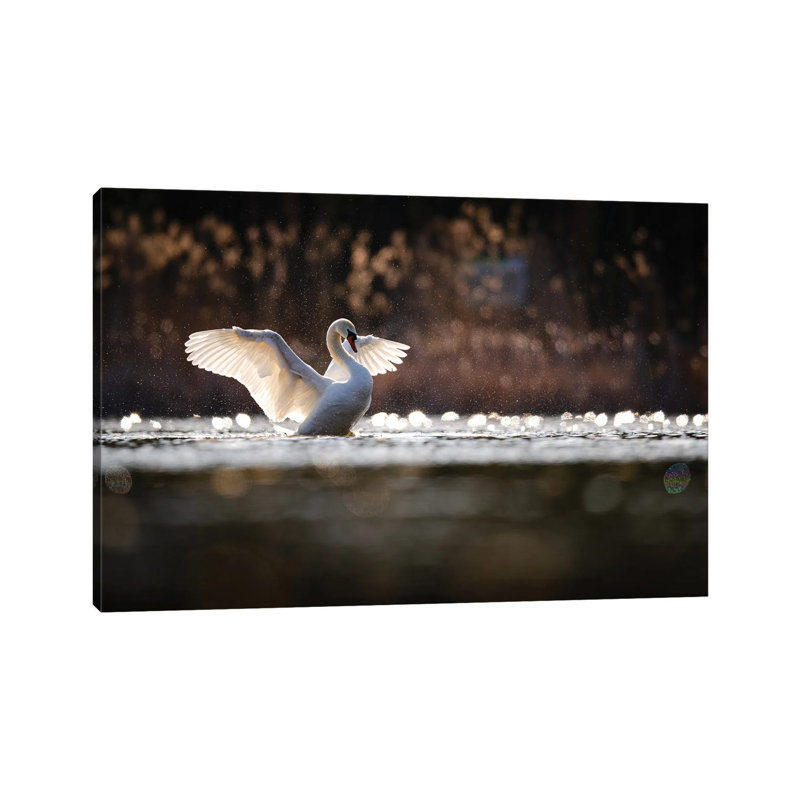 Mute Swan by Mateusz Piesiak - Wrapped Canvas Print