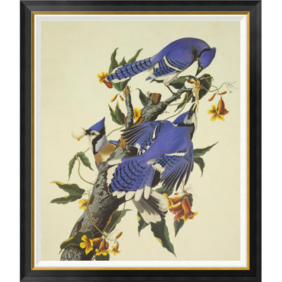 " Blue Jay " by James Audubon