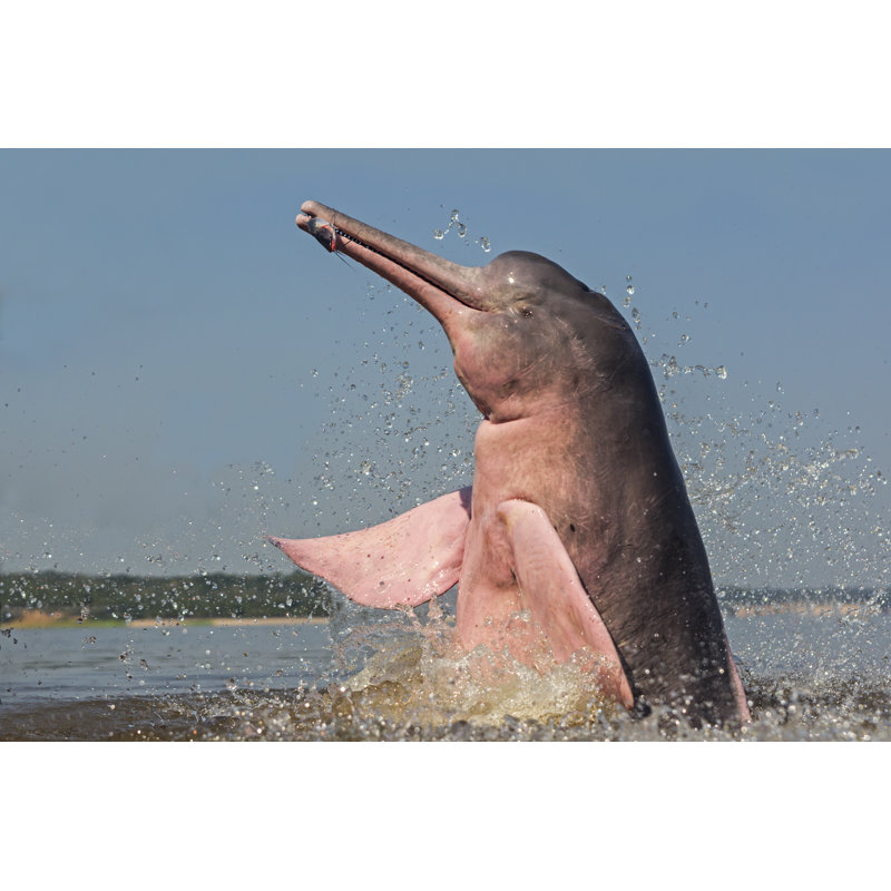 Amazon River Dolphin by Michel VIARD - Wrapped Canvas Print, 30cm H x 46cm W