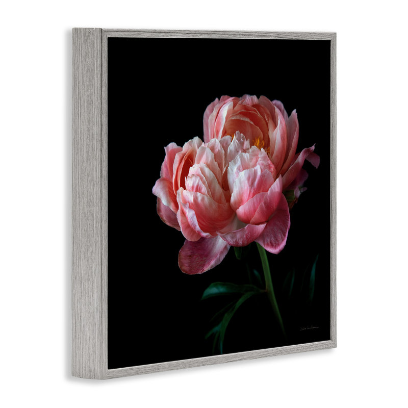 Bb-159-Rose foncé encadré sur bois par Debra Van Swearingen, Estampe numérique Farmhouse, H 24 po x l 24 po x P 1,5 po