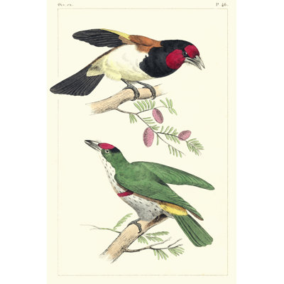 Lemaire Birds III by C.L. Lemaire -  Painting