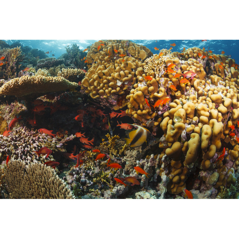 Wildlife underwater 1 Piece Wall Art on Canvas, 81cm H x 122cm W