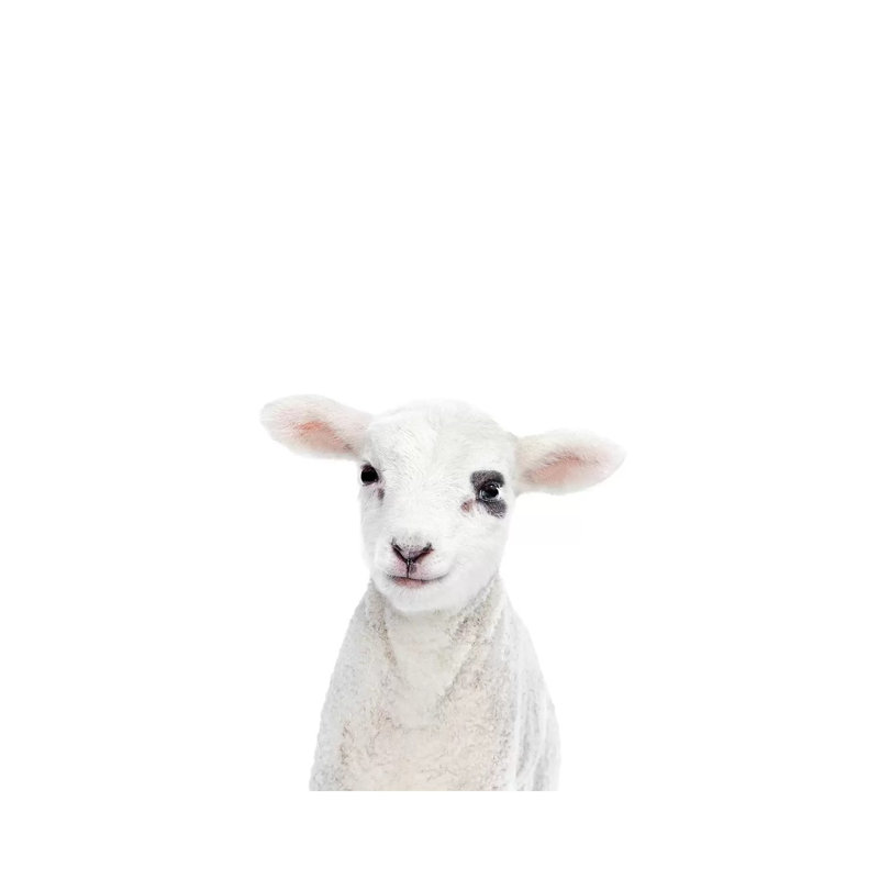 Baby Lamb by Sisi & Seb - Gallery-Wrapped Canvas Giclée on Canvas, 101.6 cm H x 66.04 cm W x 1.91 cm D, Canvas