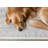 Vanille Oriental White Grey Traditional Area Rug-1113303821