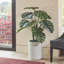 TREE MONSTERA POT 4FT