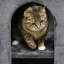 205.74 cm H Cat Scratchers