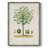 Antique Tree with Fruit VIII Framed Print - Solid Wood-1490763294