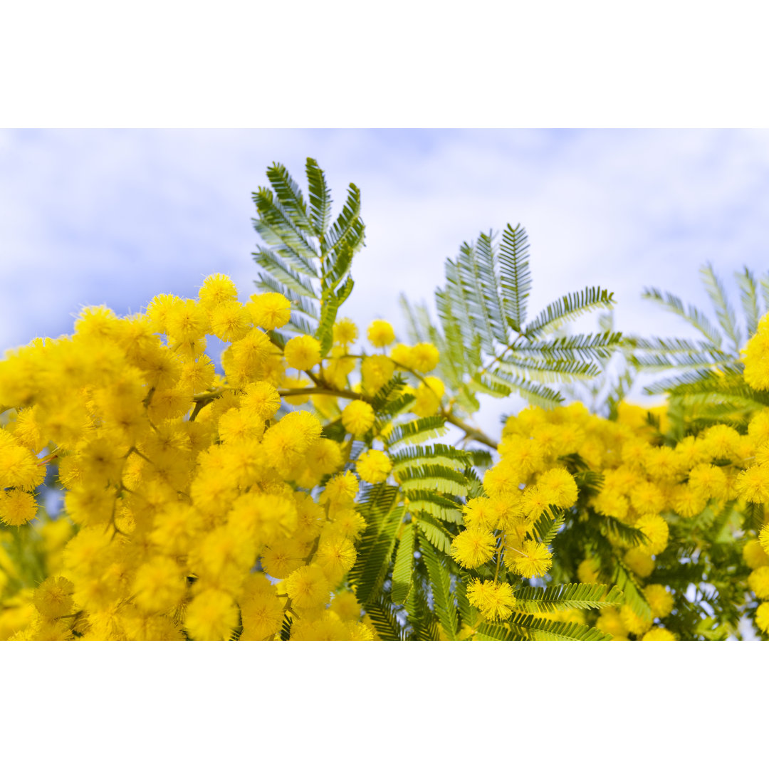 Mimose in Blüte von Seraficus - Druck