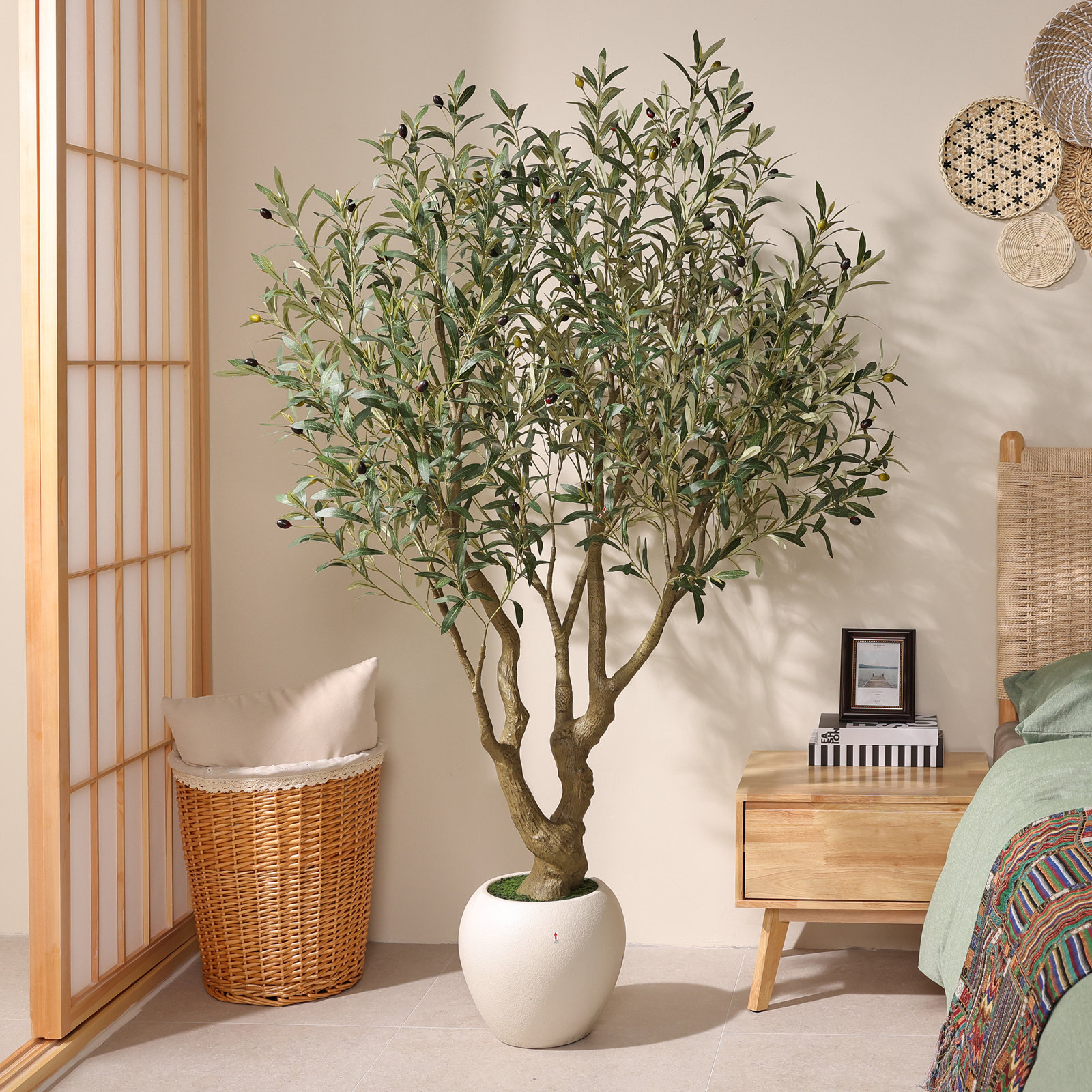 Ashwell Olive Tree in Pot, 72" H x 48" W