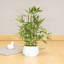 Arbre de bambou artificiel de luxe en pot blanc - plante artificielle en pot réaliste pour la maison et le bureau
