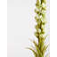 Fabric Yucca Arrangement
