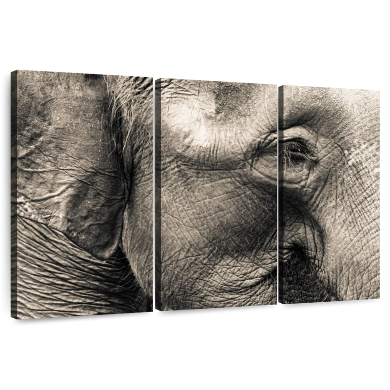 Brampt Wrinkled Elephant Face, 24" H x 38" W
