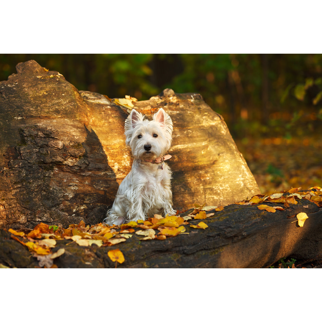 Autumn Westie von Salima Senyavskaya - Kunstdrucke auf Leinwand