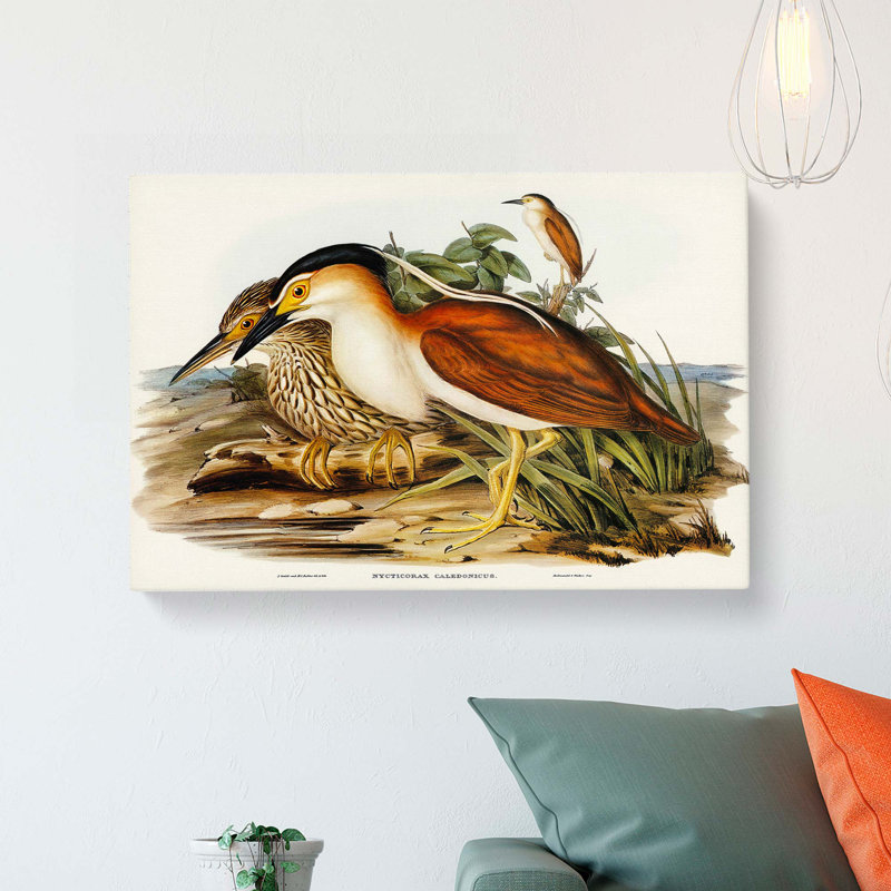 Nankeen Night Heron by Elizabeth Gould - Wrapped Canvas Painting, 35cm H x 50cm W x 3cm D