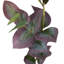 Branche d'eucalyptus