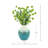 Echinops Arranged in Ceramic Vase-1671508975