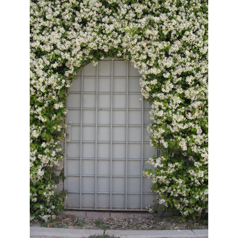 American Plant Exchange Jasmine Plant - Thumbnail 3