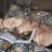Vintage Floral And Leaf Printed  Microfiber Comforter Set-108994938-109231336