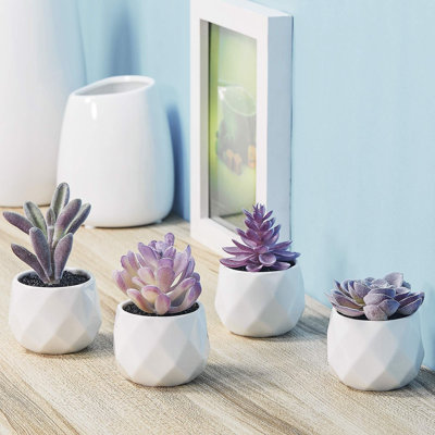 Mini ensemble de plantes vibrantes mauve
