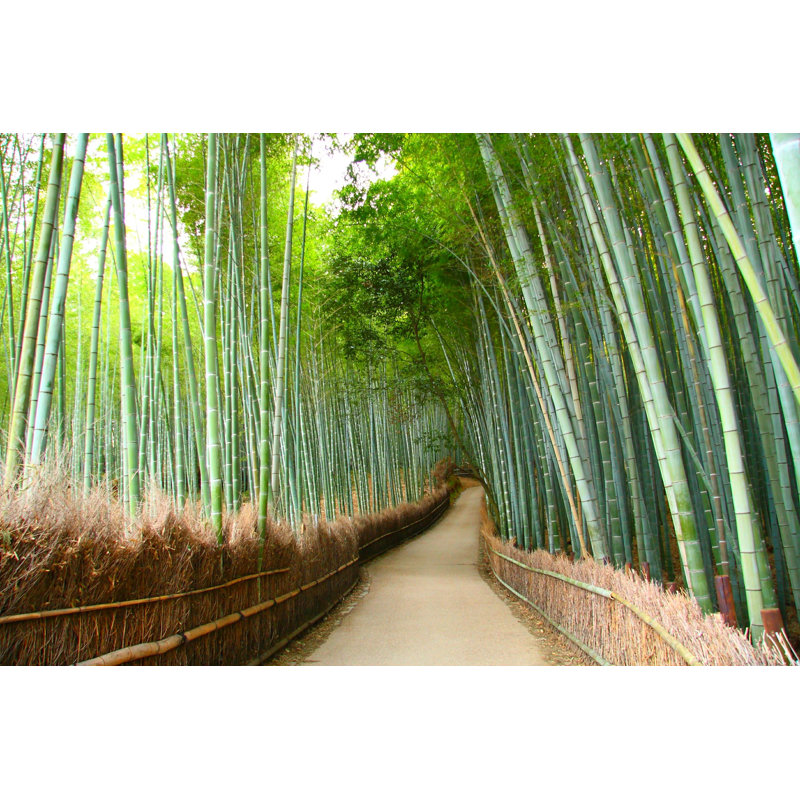 «Bamboo Forest» par Rudiuks - Photographie sur toile tendue, L 12 po x H 8 po