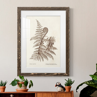 " Sepia Fern Varieties I "