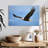 Brampt Gliding Bald Eagle-107689088