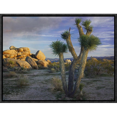 " Joshua Tree And Boulders, Joshua Tree National Park, California "