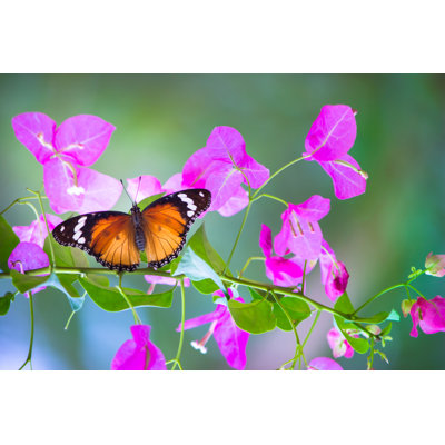 Butterfly - Wrapped Canvas Print