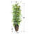 96'' Faux Ficus Tree in Metal Planter