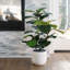 TREE FDDLE FIG POT 3FT