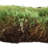 8.5'' Plant