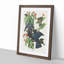 White-Crowned Pigeons by John Audubon - Picture Frame Painting Print-55611940-55611941