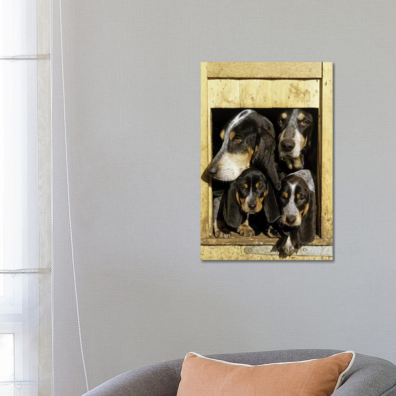 Basset Bleu De Gascogne, Adults With Puppies, At Kennel Entrance, France by Gerard Lacz - Wrapped Canvas Print