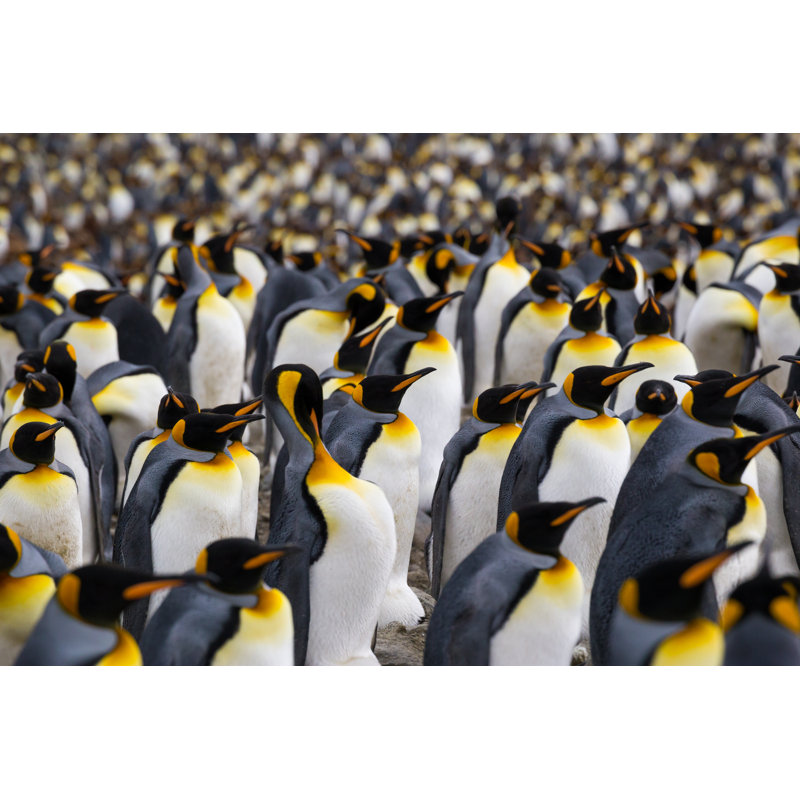 A Multitude Of King Penguin by Burroblando - Wrapped Canvas Print, 51cm H x 76cm W