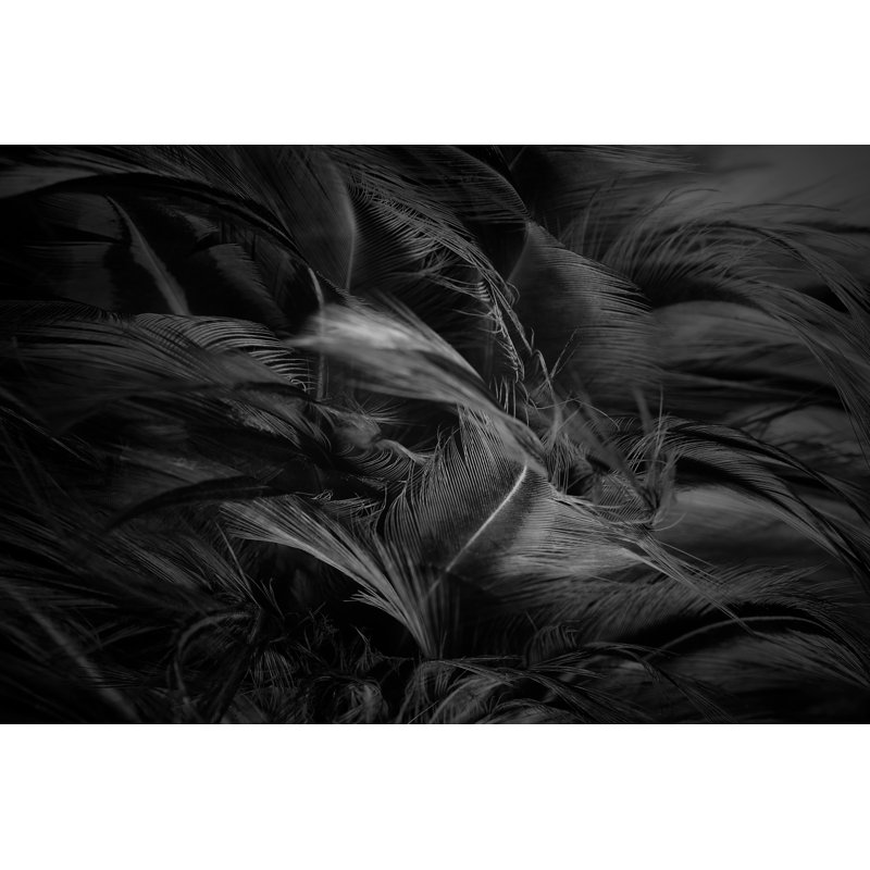 Feather Background - Wrapped Canvas Print, 30cm H x 46cm W x 3.8cm D