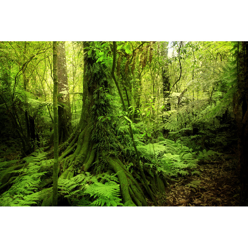Jungle - Wrapped Canvas Print, 81cm H x 122cm W