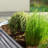 Roede Metal Raised Garden Bed-1839000995-1853180166